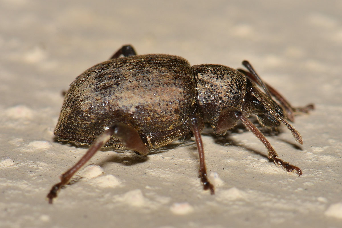 Curculionidae: Dodecastichus geniculatus, femmina